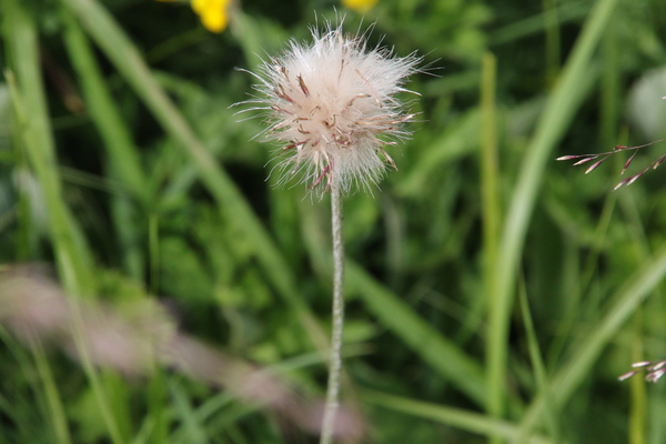 photo of Meadow Thistle