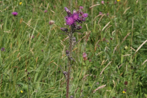 photo of Marsh Thistle