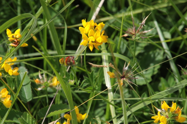 photo of Greater Bird's Foot Trefoil