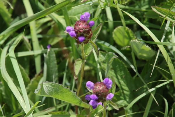 photo of Selfheal