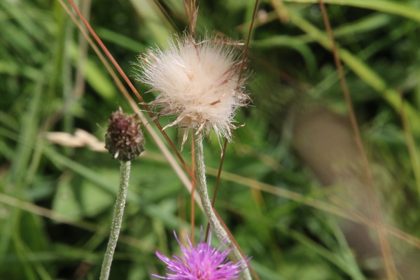 photo of Meadow Thistle