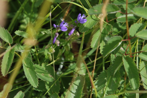 photo of Chalk Milkwort