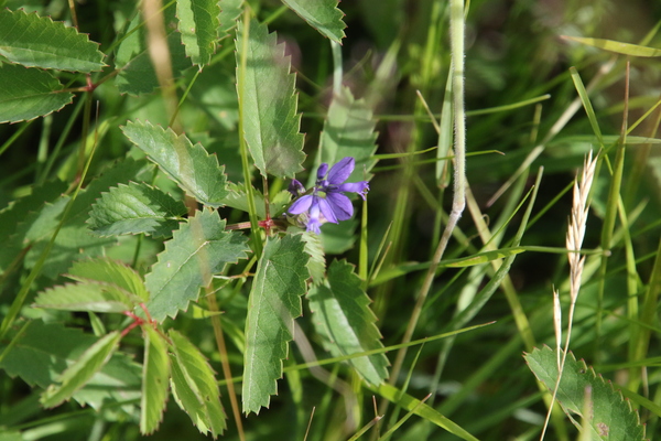 photo of Chalk Milkwort