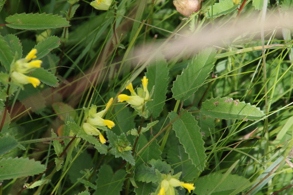 photo of Yellow Rattle