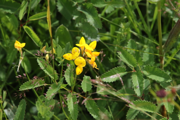 photo of Bird's Foot Trefoil