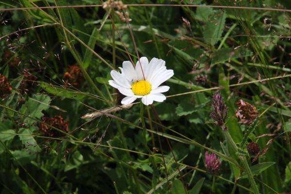 photo of Oxeye Daisy