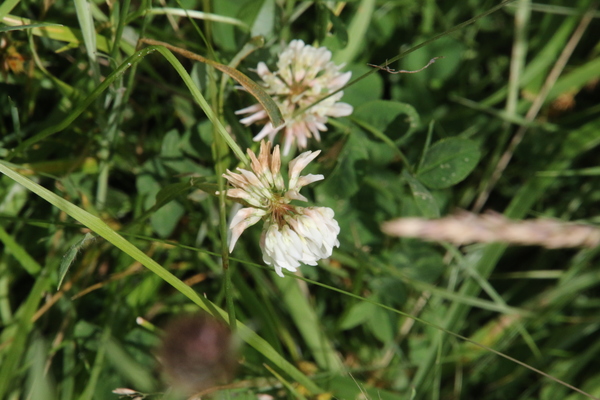 photo of White Clover