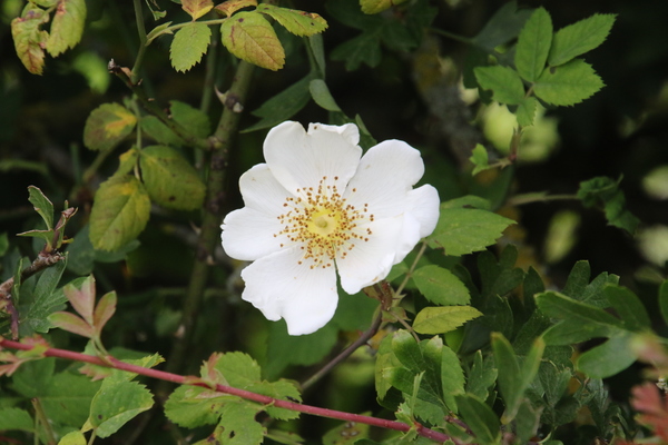 photo of Field Rose