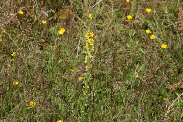 photo of Agrimony
