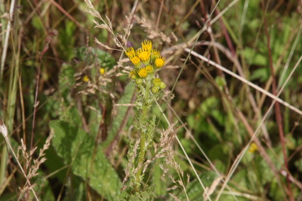 photo of Common Ragwort