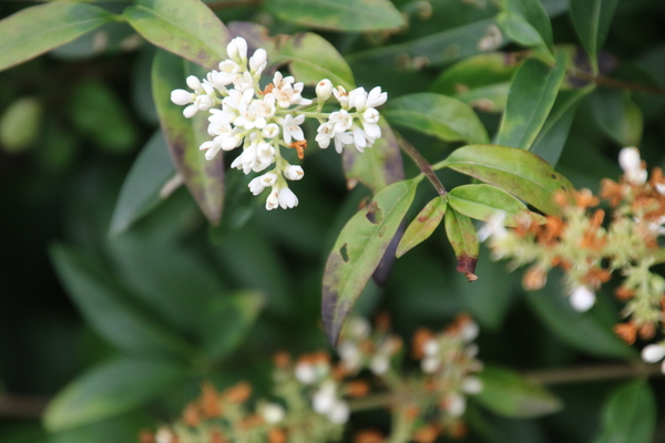 photo of Wild Privet