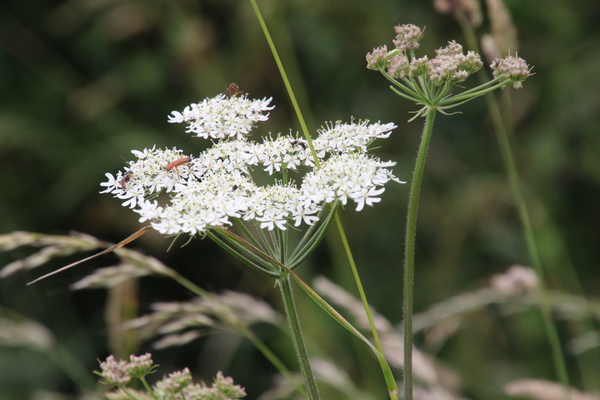 photo of Hogweed