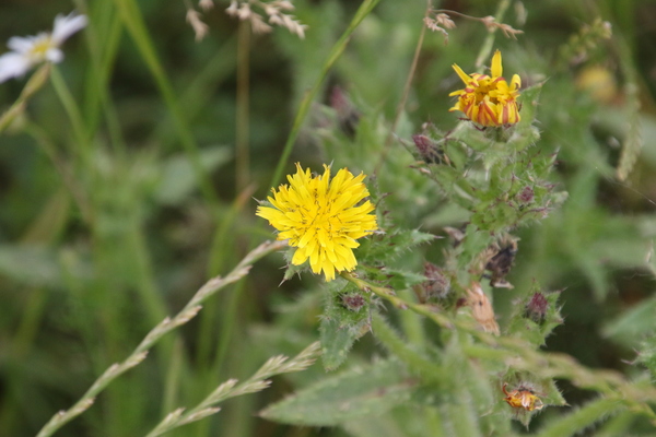 photo of Bristly Oxtongue