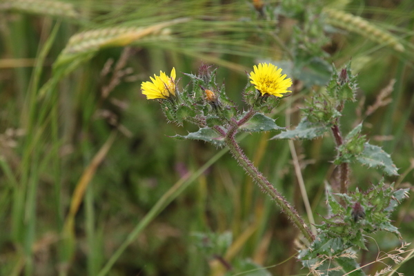 photo of Bristly Oxtongue