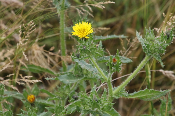 photo of Bristly Oxtongue