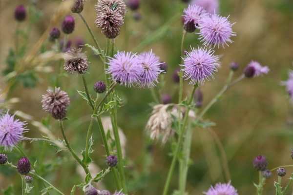 photo of Creeping Thistle