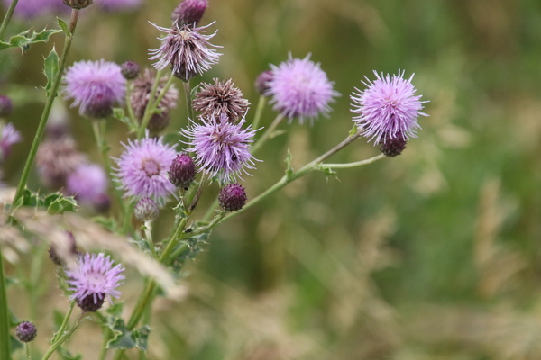 photo of Creeping Thistle