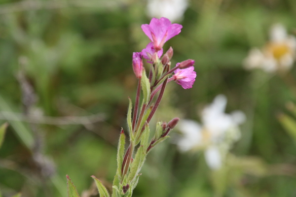 photo of Great Willowherb
