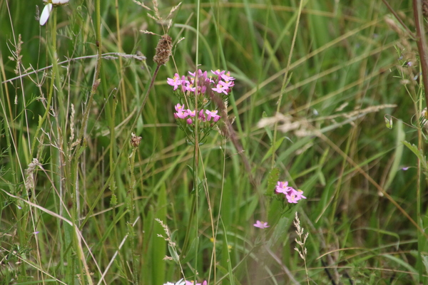 photo of Common Centaury