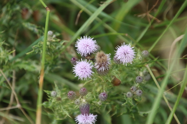 photo of Creeping Thistle