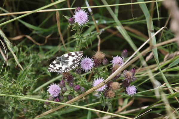 photo of Creeping Thistle