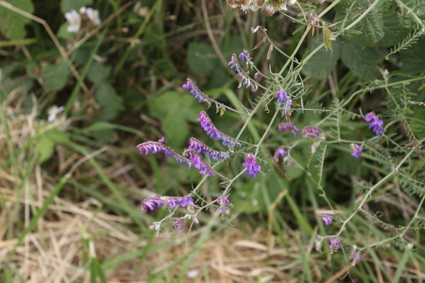 photo of Tufted Vetch