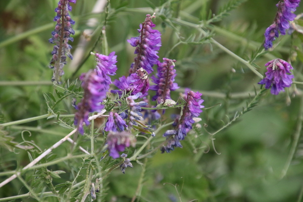 photo of Tufted Vetch