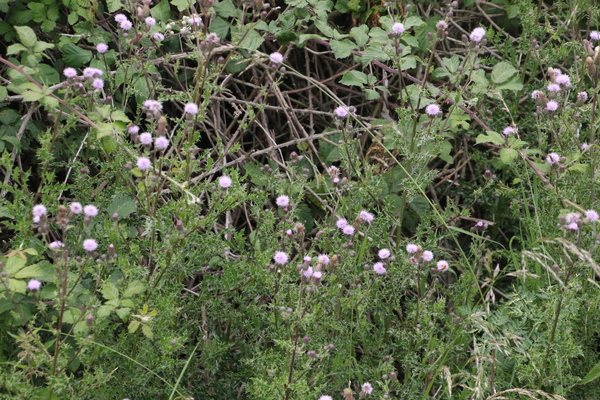 photo of Creeping Thistle