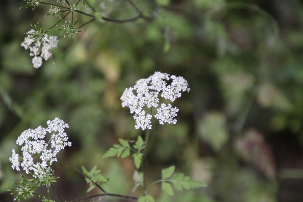 photo of Rough Chervil