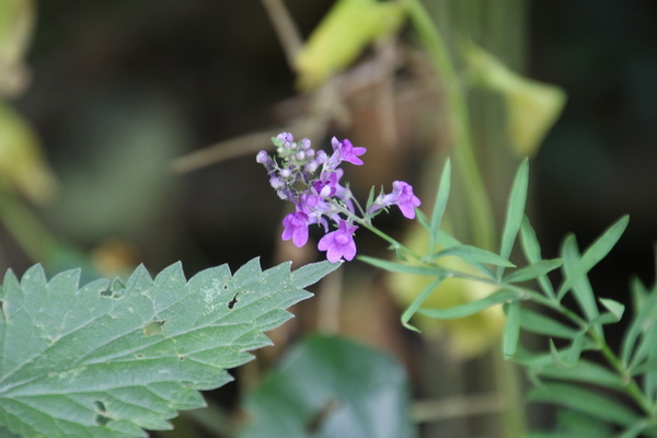photo of Purple Toadflax