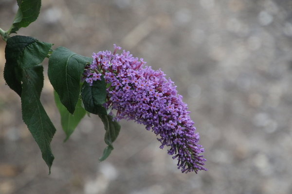 photo of Butterfly Bush