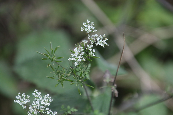photo of Rough Chervil