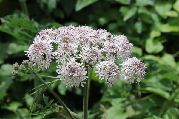 photo of Hogweed