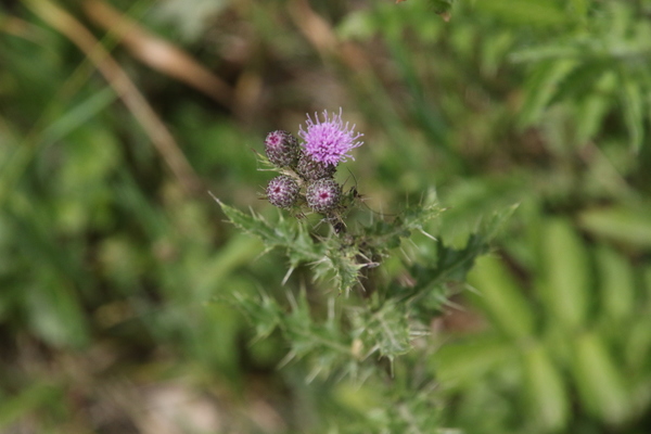 photo of Marsh Thistle