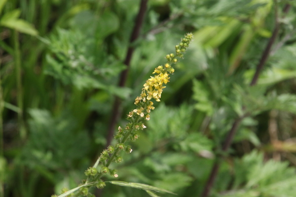photo of Agrimony