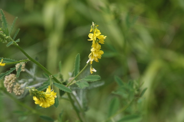 photo of Ribbed Melilot