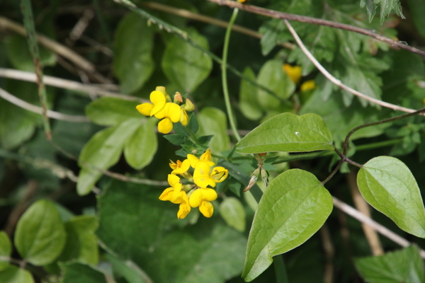 photo of Greater Bird's Foot Trefoil
