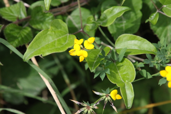 photo of Greater Bird's Foot Trefoil