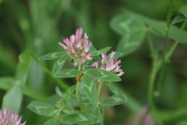 photo of Red Clover