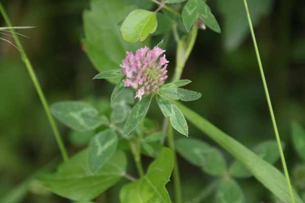 photo of Red Clover