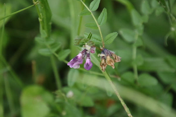 photo of Bush Vetch