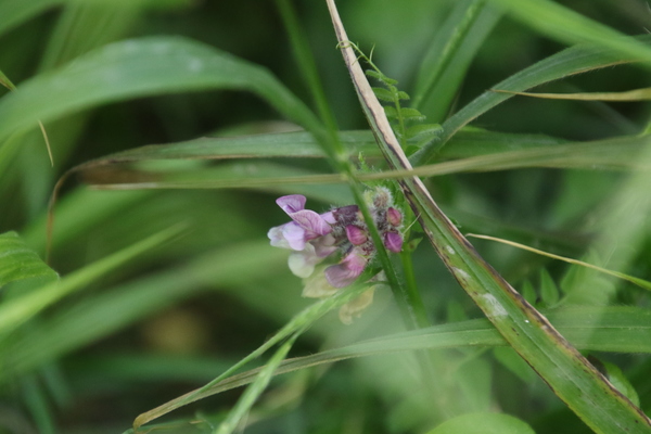 photo of Bush Vetch