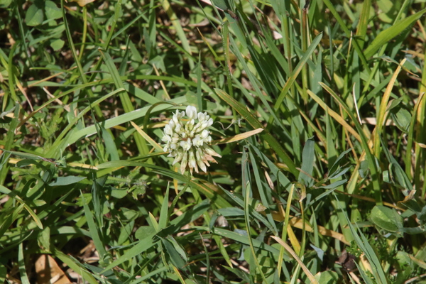 photo of White Clover