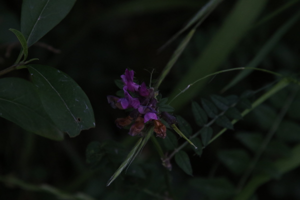 photo of Bush Vetch