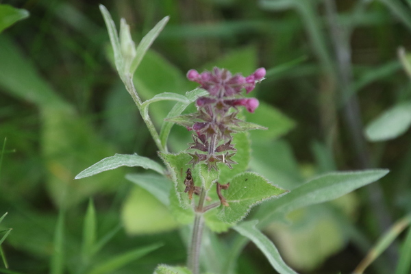 photo of Hedge Woundwort
