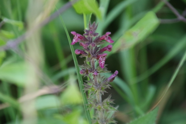 photo of Hedge Woundwort