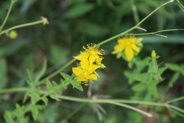 photo of Perforate St. John's Wort