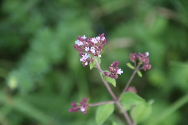 photo of Wild Marjoram