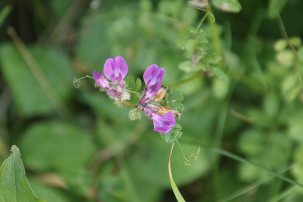 photo of Bush Vetch