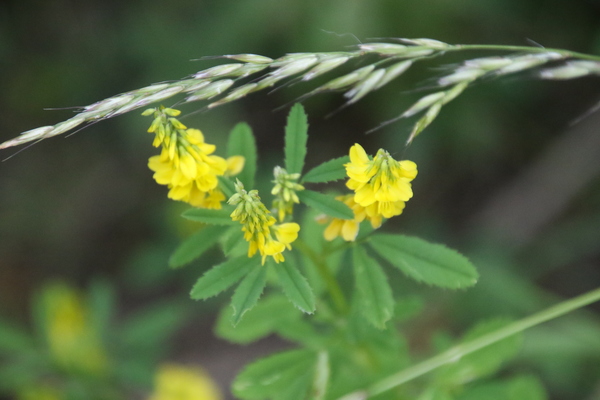 photo of Ribbed Melilot